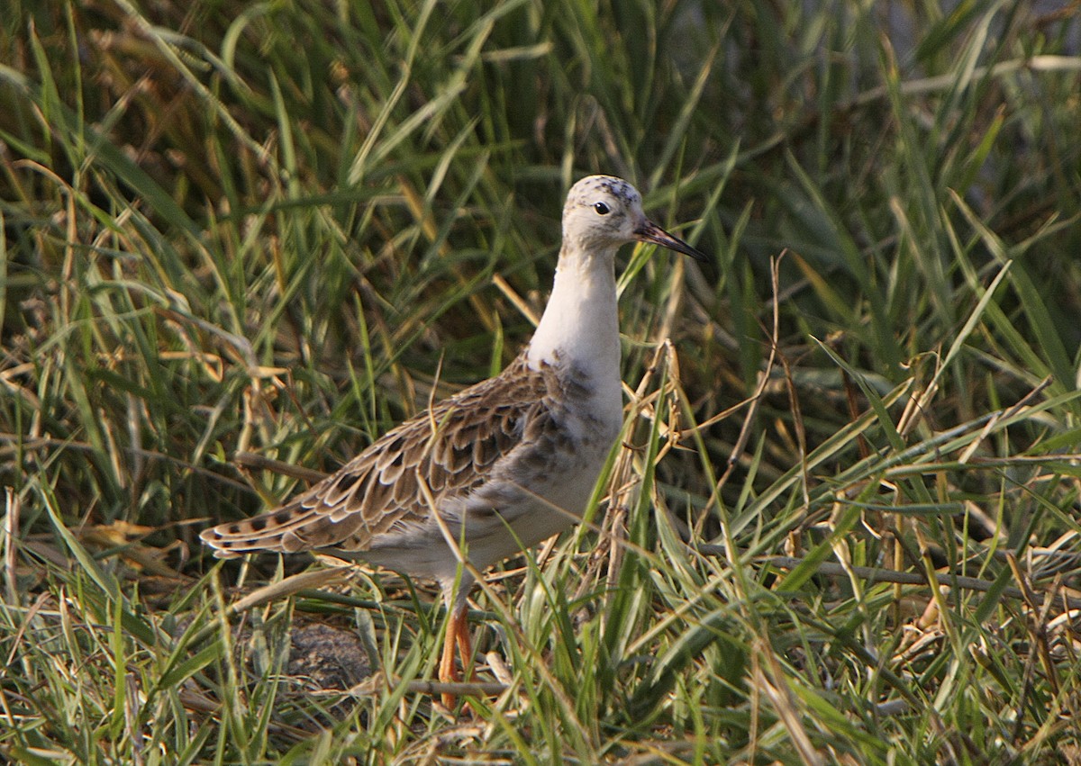 Combattant varié - ML541179671