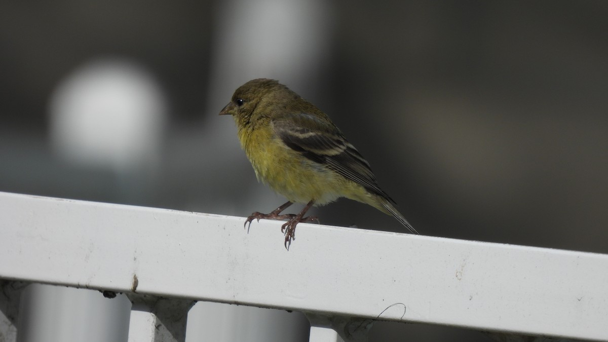 Chardonneret jaune - ML541180931