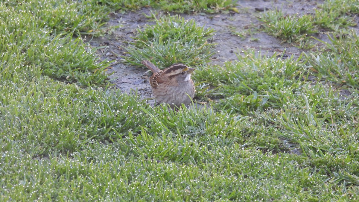 White-throated Sparrow - Karen Evans