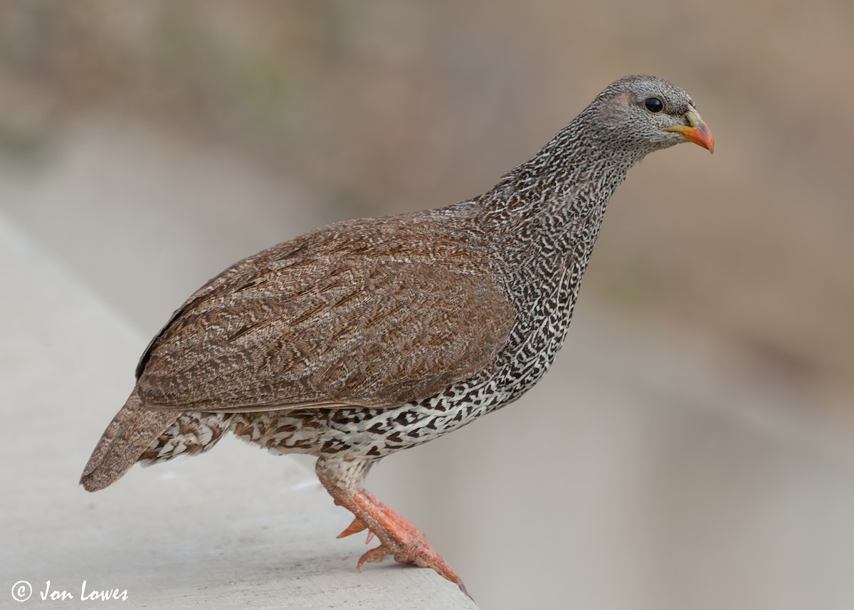 Natal Spurfowl - ML541181751