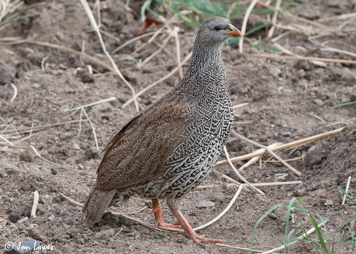 Natal Spurfowl - ML541181771