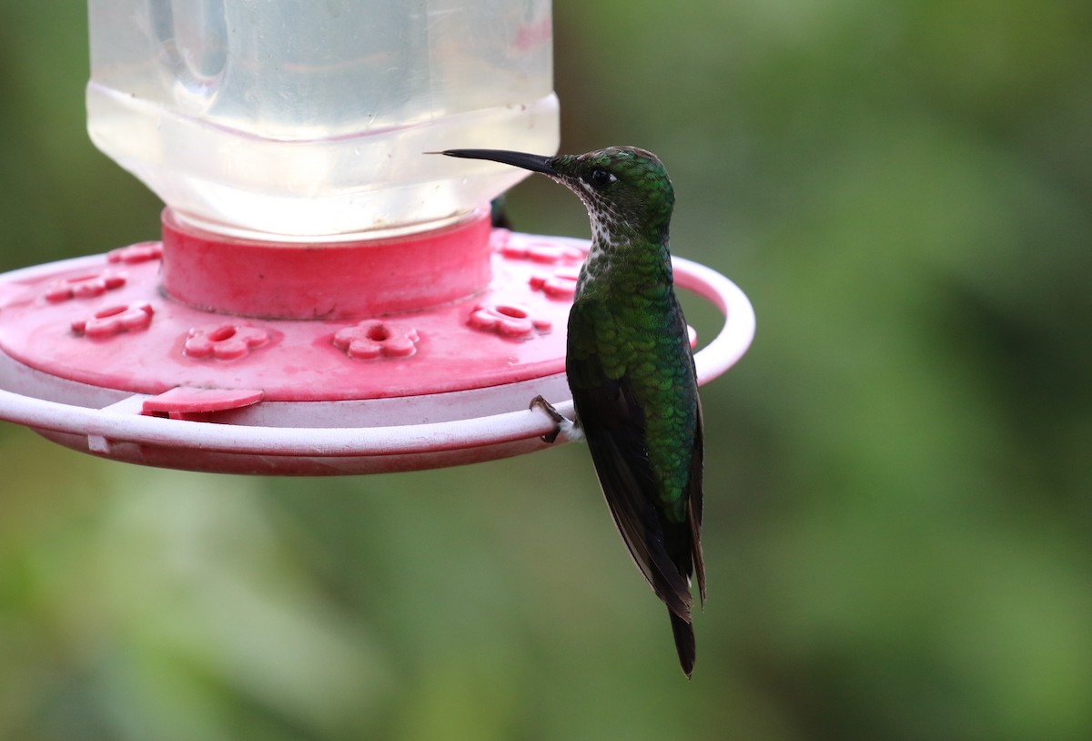 kolibřík císařský - ML541182391
