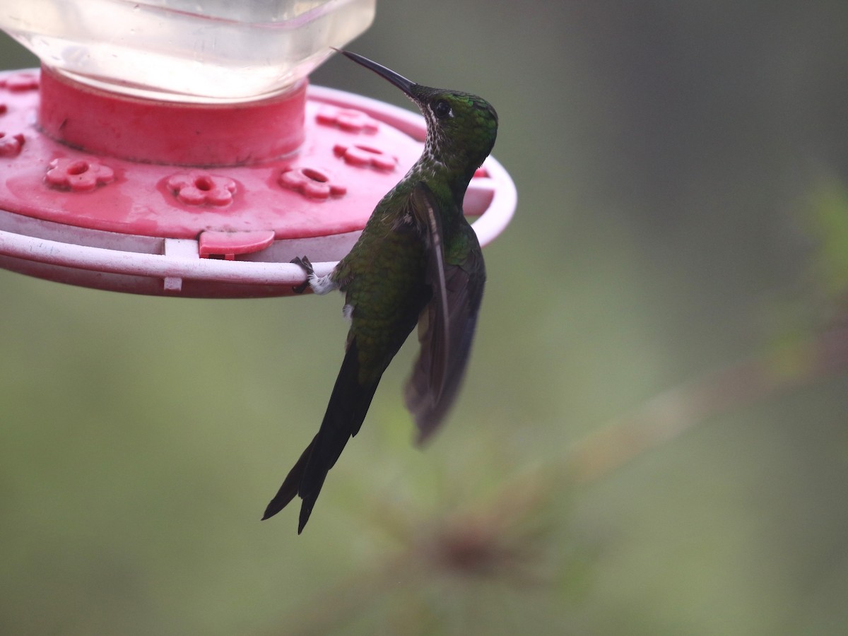 kolibřík císařský - ML541182401