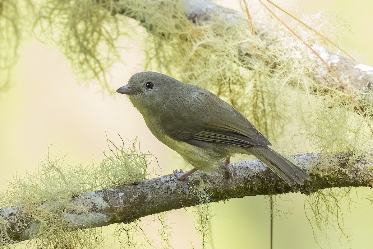 Blue Mountain Vireo - ML541184291