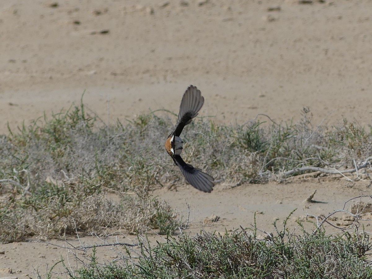 Kurdish Wheatear - ML541186371