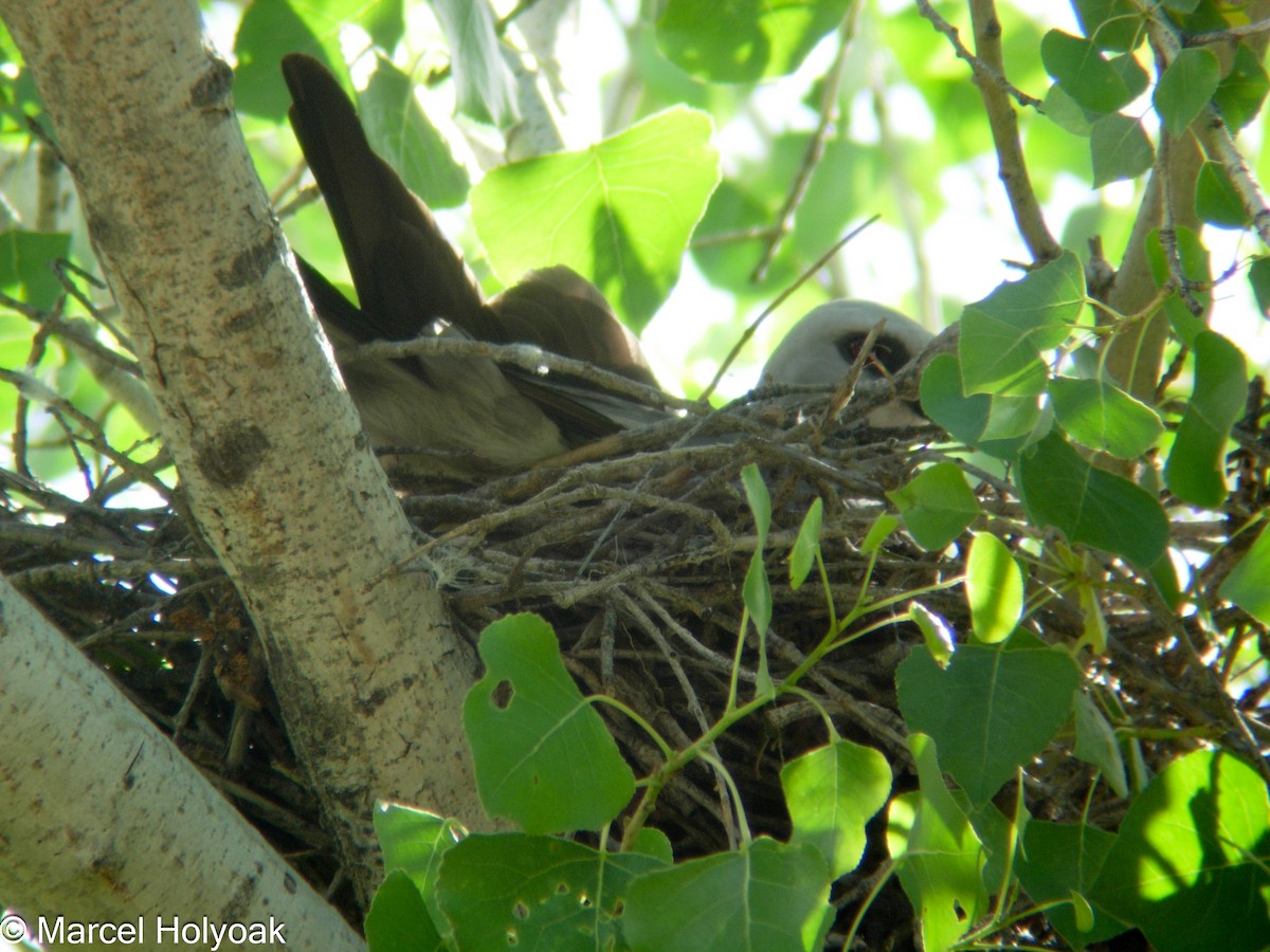 Mississippi Kite - ML541186961