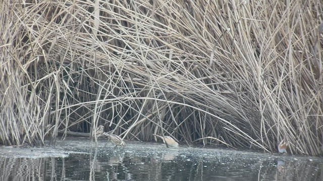 Bearded Reedling - ML541187391