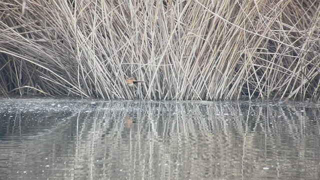 Bearded Reedling - ML541187401