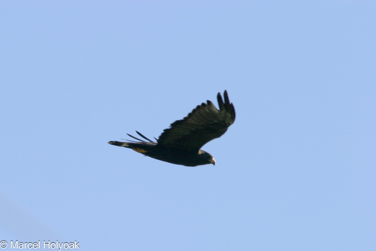 Common Black Hawk - ML541187611