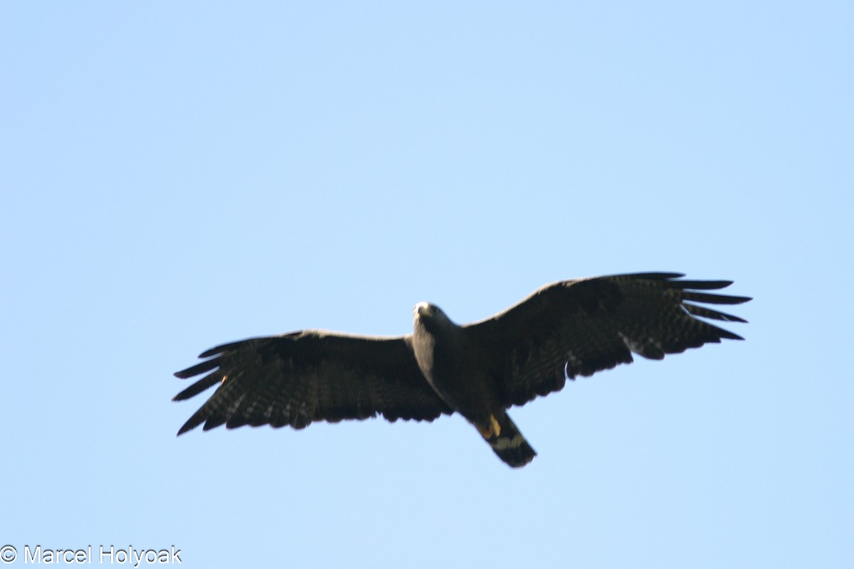 Common Black Hawk - ML541187621