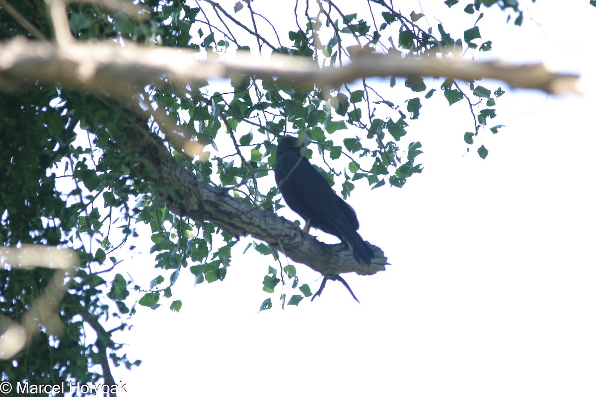 Common Black Hawk - ML541187631