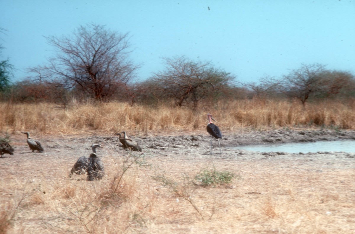 Marabou Stork - ML541187701