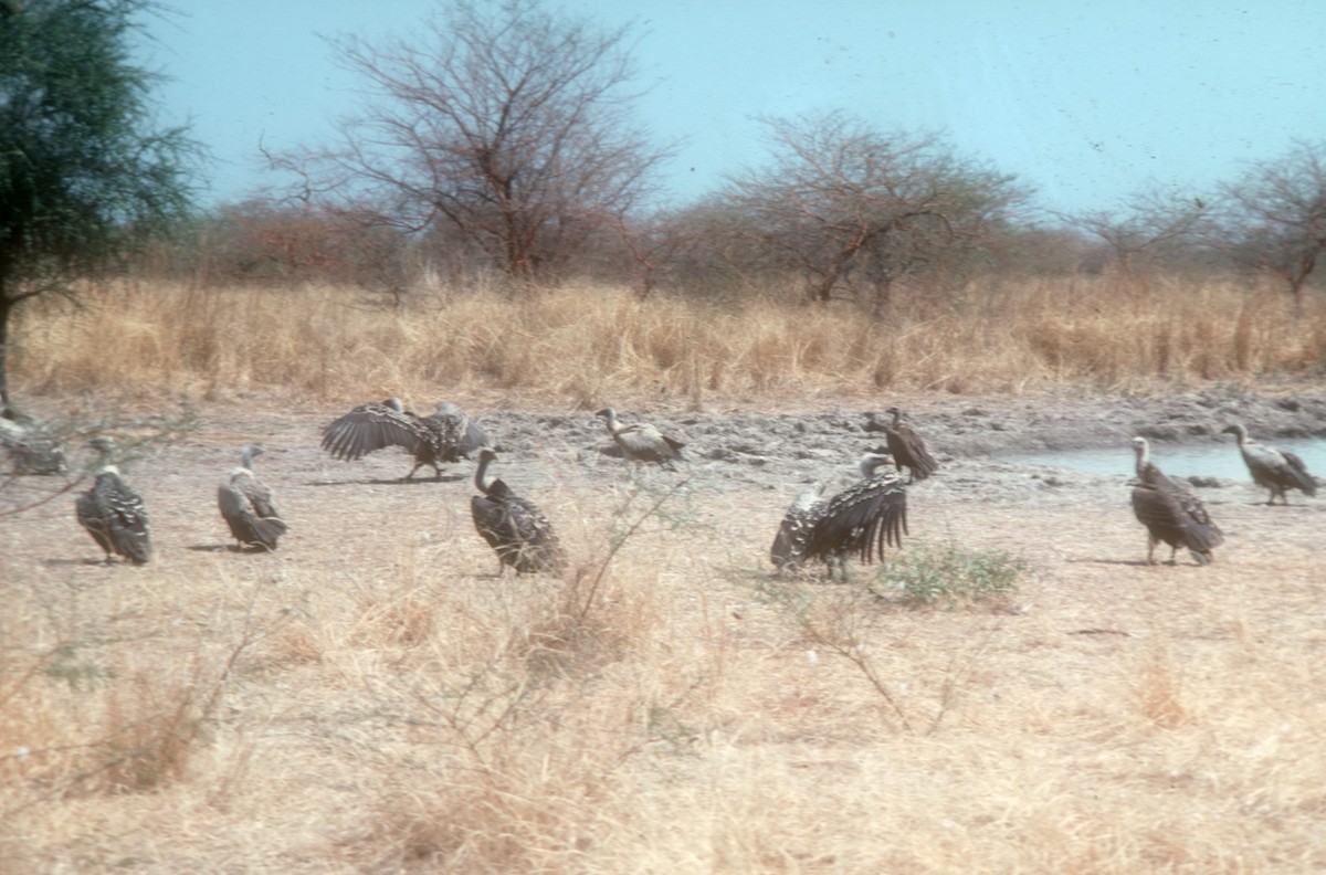 White-backed Vulture - ML541187781