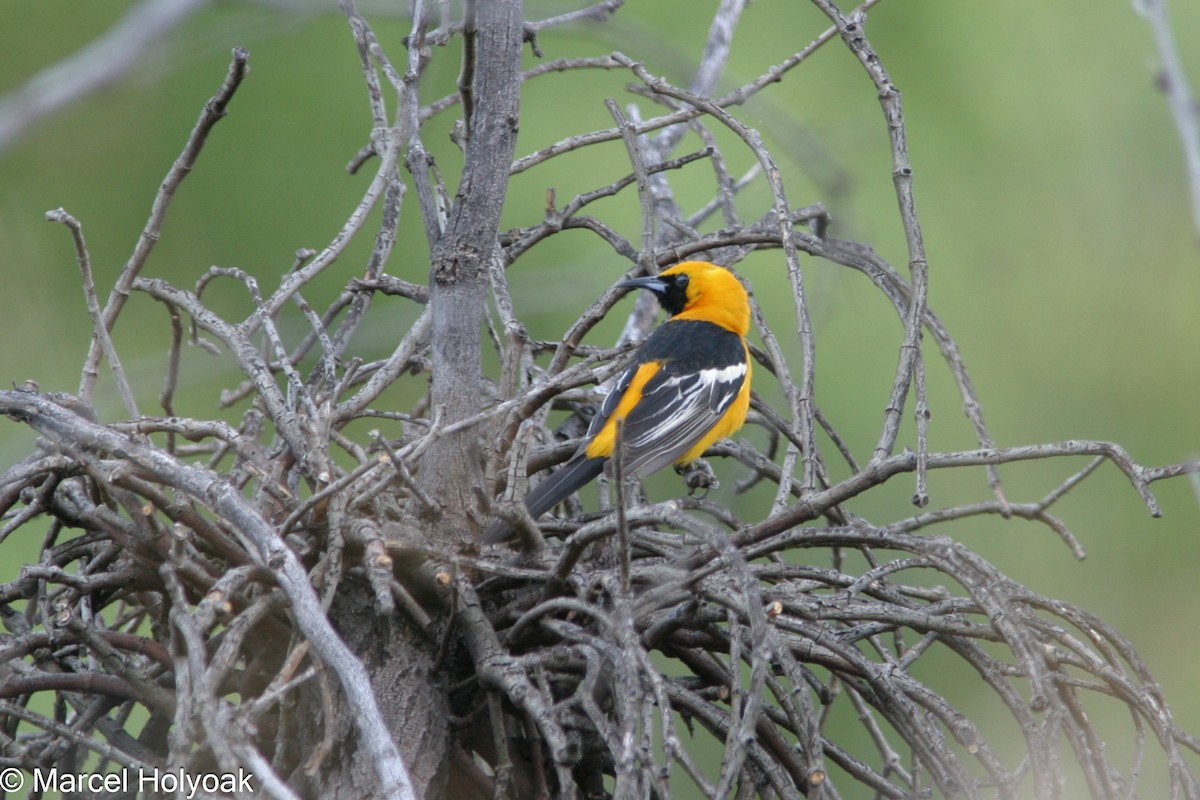 Hooded Oriole - ML541187791