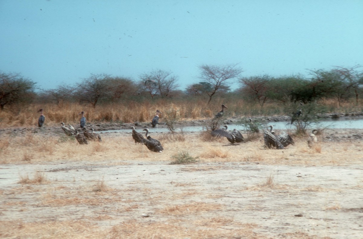 Rüppell's Griffon - ML541187841