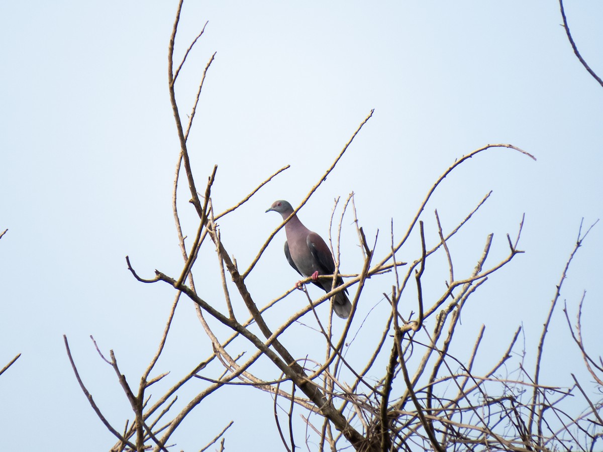 Pale-vented Pigeon - Arthur Cavalcanti