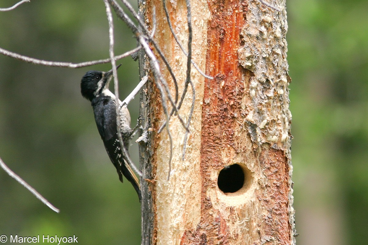 Black-backed Woodpecker - Marcel Holyoak