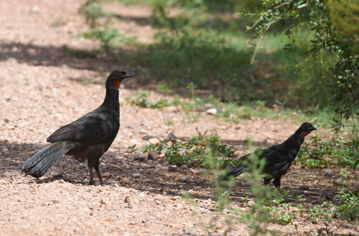 Dusky-legged Guan - ML541189711