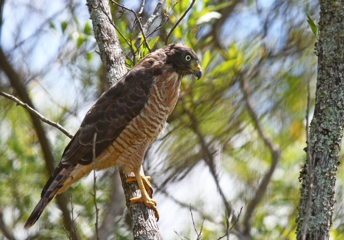 Roadside Hawk - ML541189741