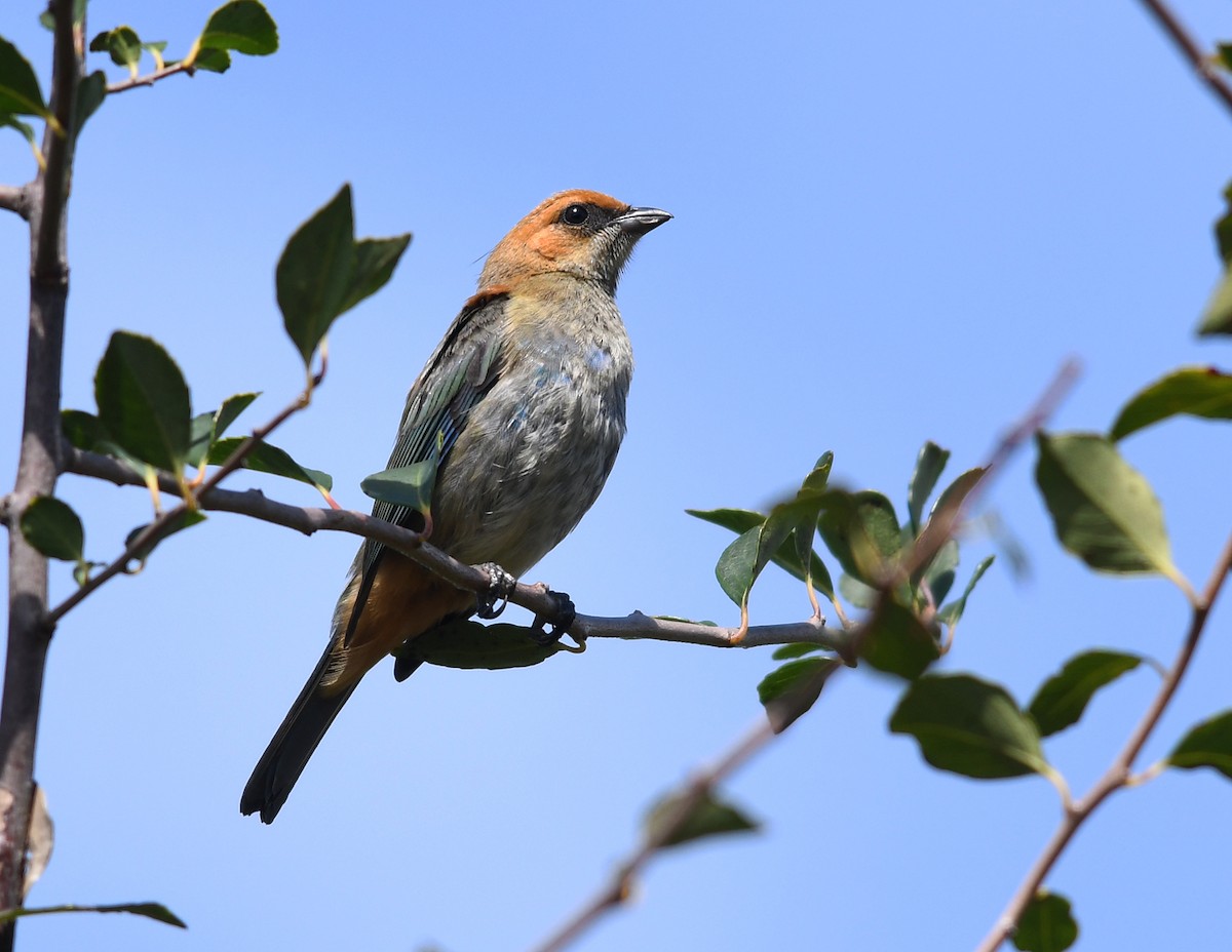 Chestnut-backed Tanager - Joshua Vandermeulen