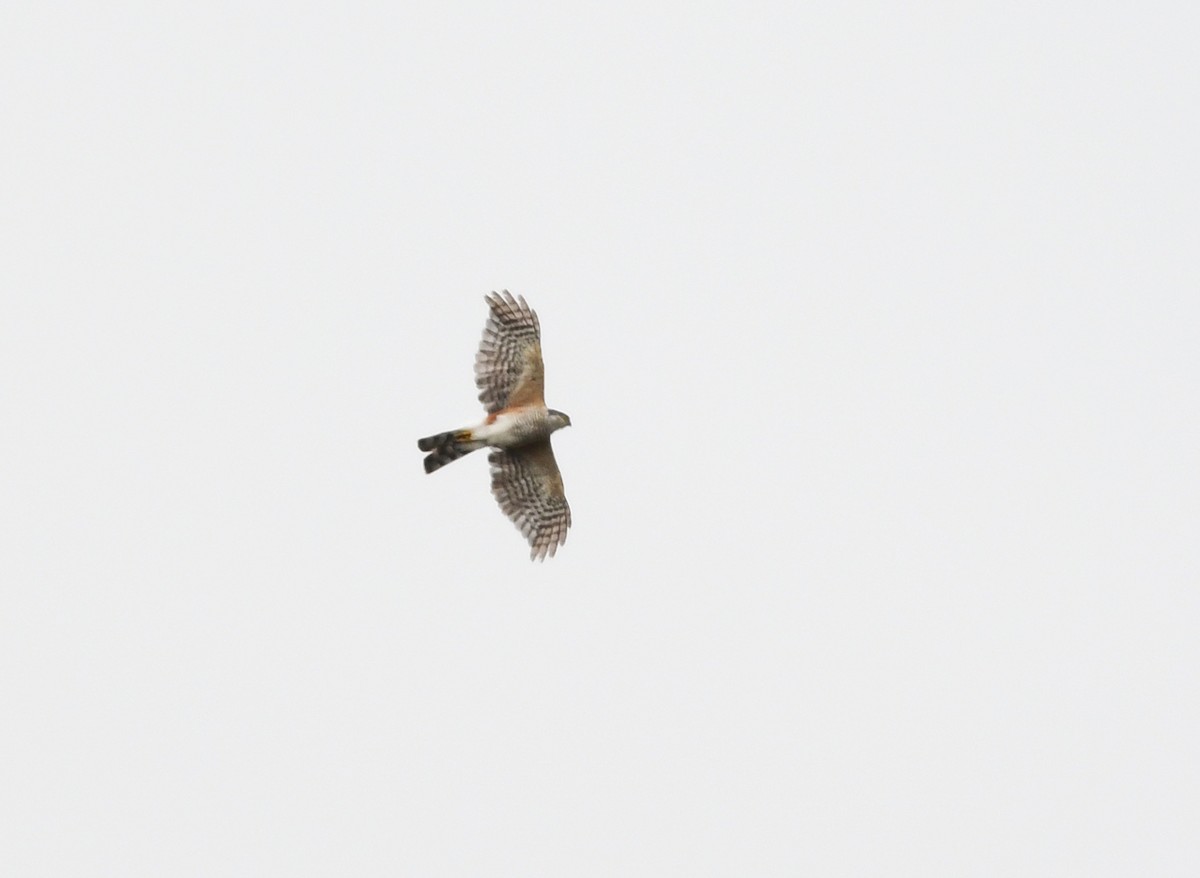 Sharp-shinned Hawk - ML541189811