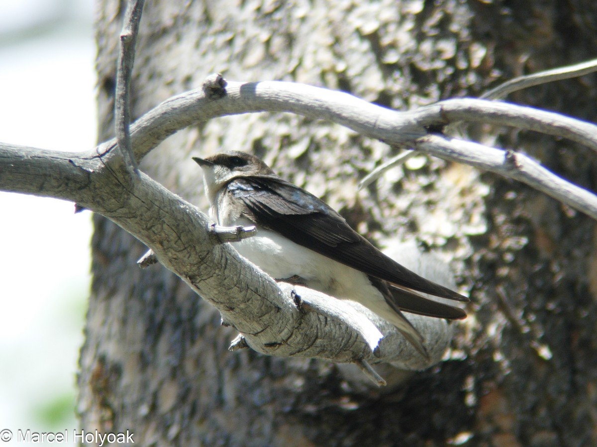 Golondrina Bicolor - ML541190271