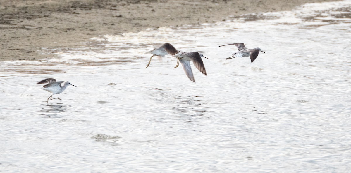 Marsh Sandpiper - ML54119031