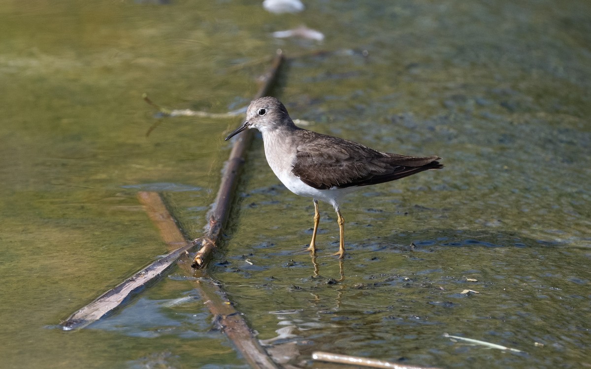Temminck's Stint - ML541191521