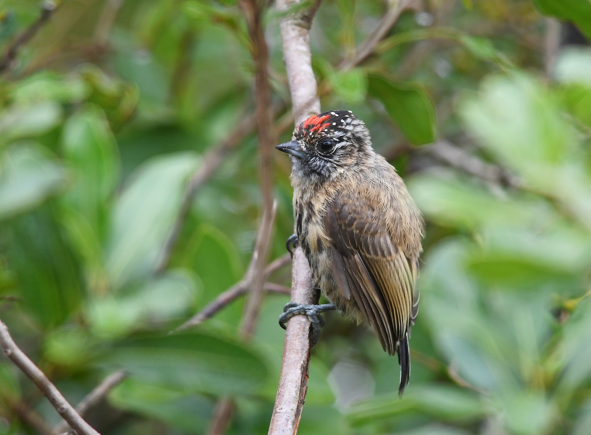 Mottled Piculet - Joshua Vandermeulen