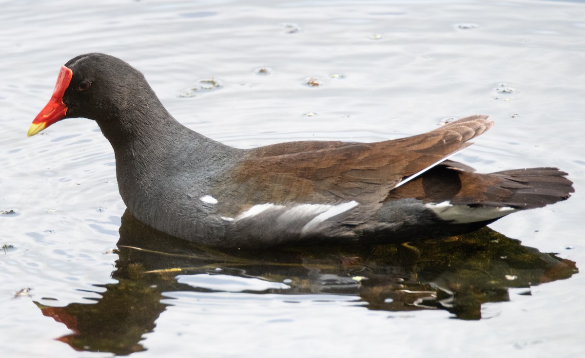 Common Gallinule - Tu Wren