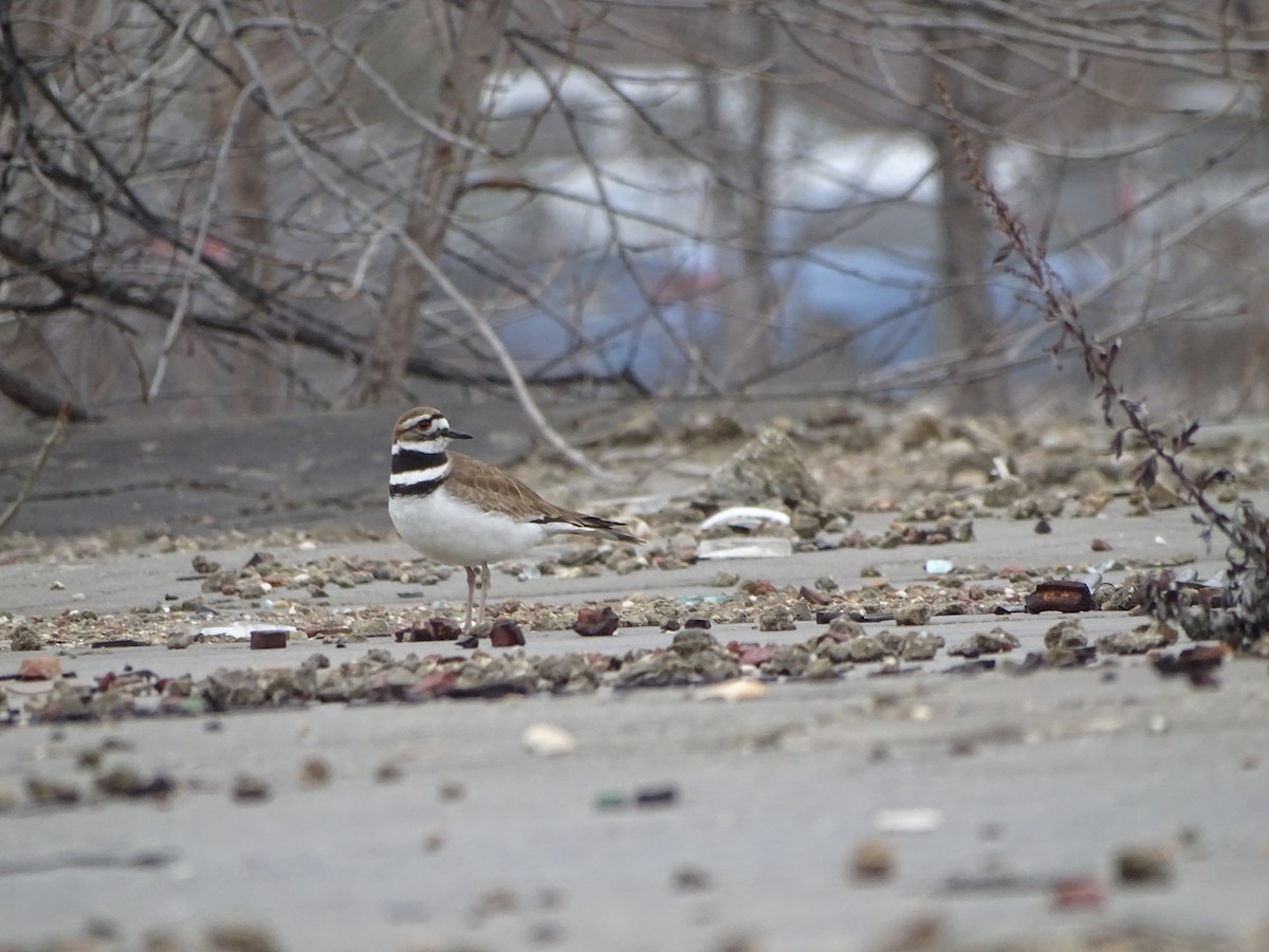 Killdeer - ML541193781