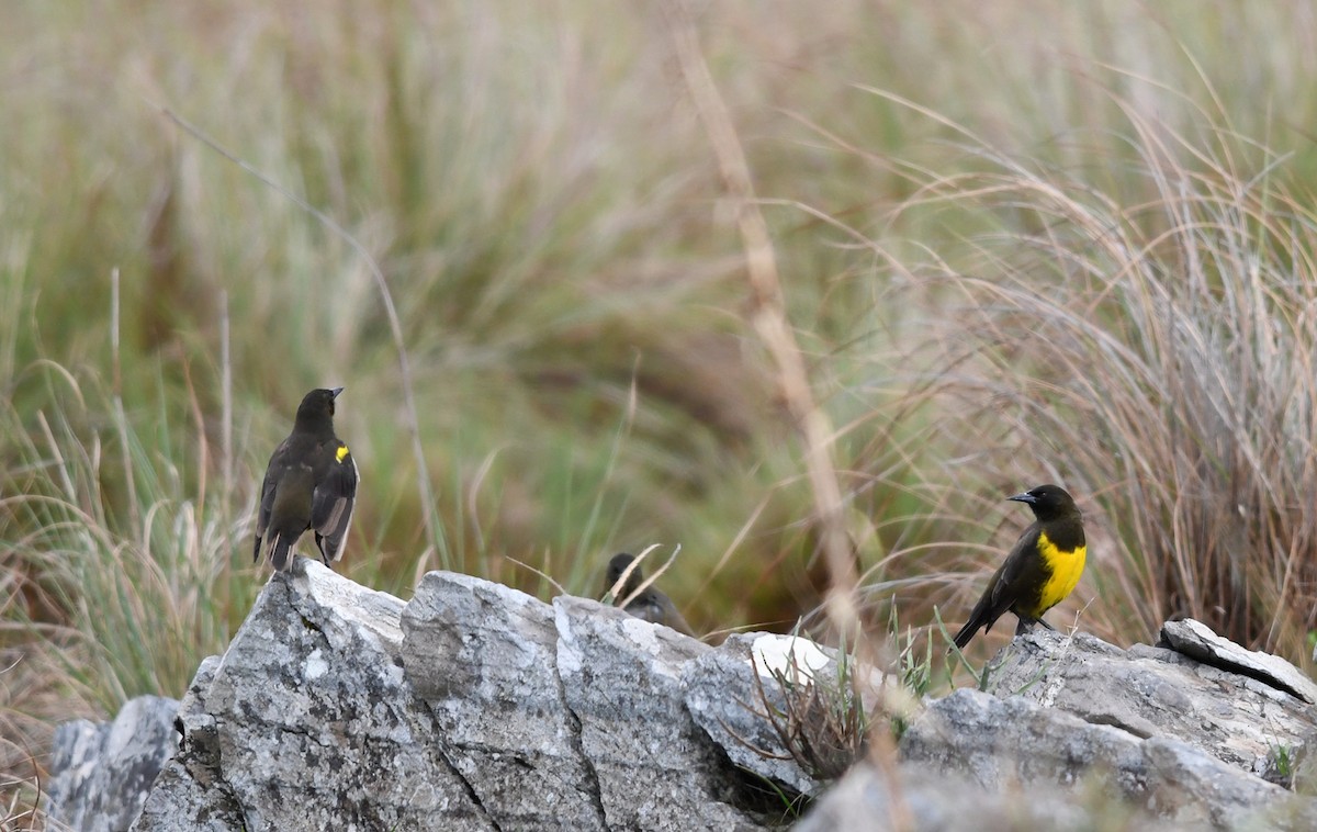Brown-and-yellow Marshbird - Joshua Vandermeulen
