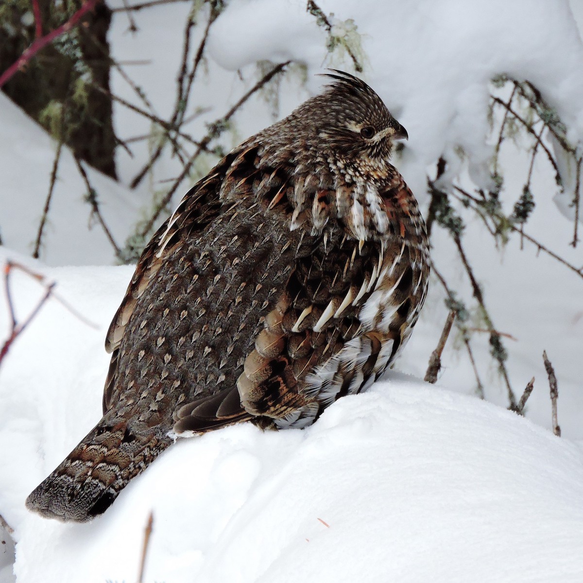 Ruffed Grouse - ML541194171