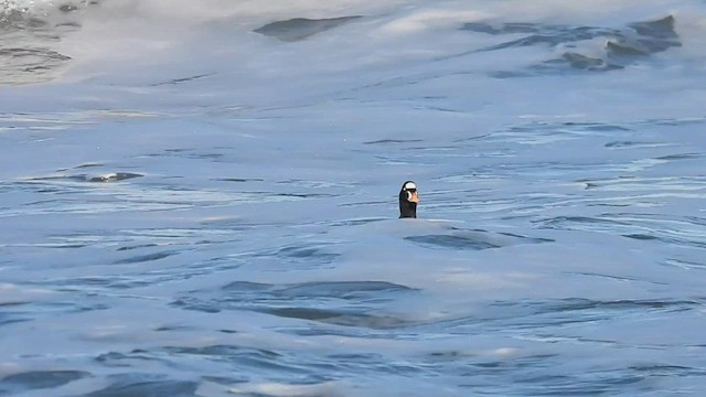 Surf Scoter - ML541195391