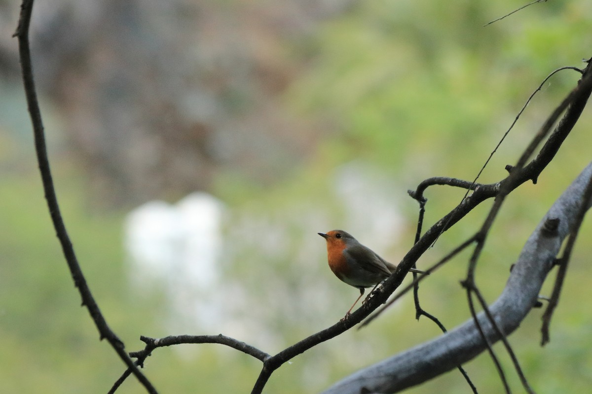 European Robin - ML541197511