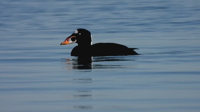 Surf Scoter - ML541199321