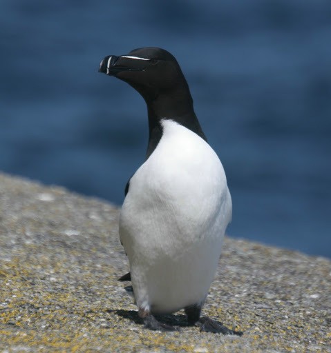 Petit Pingouin - ML541199891