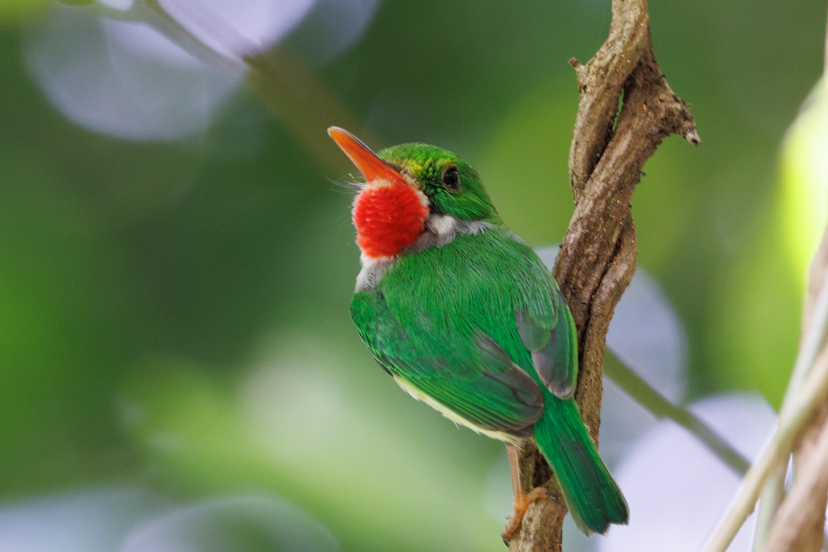 Puerto Rican Tody - Robert Lewis