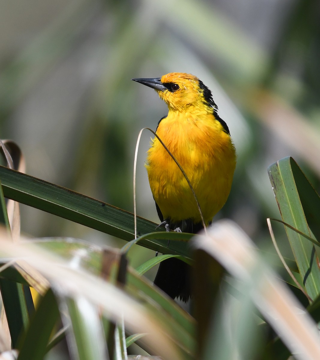 Saffron-cowled Blackbird - ML541200531