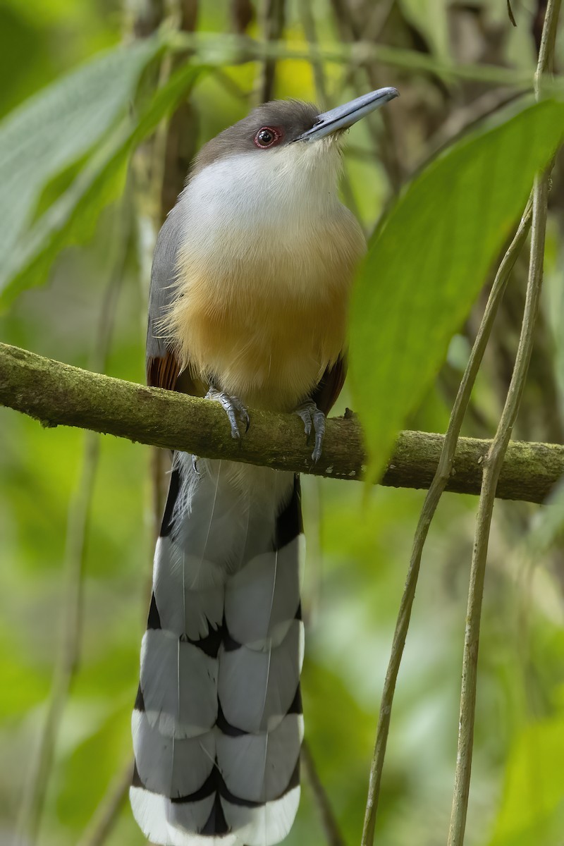 Jamaican Lizard-Cuckoo - ML541200571