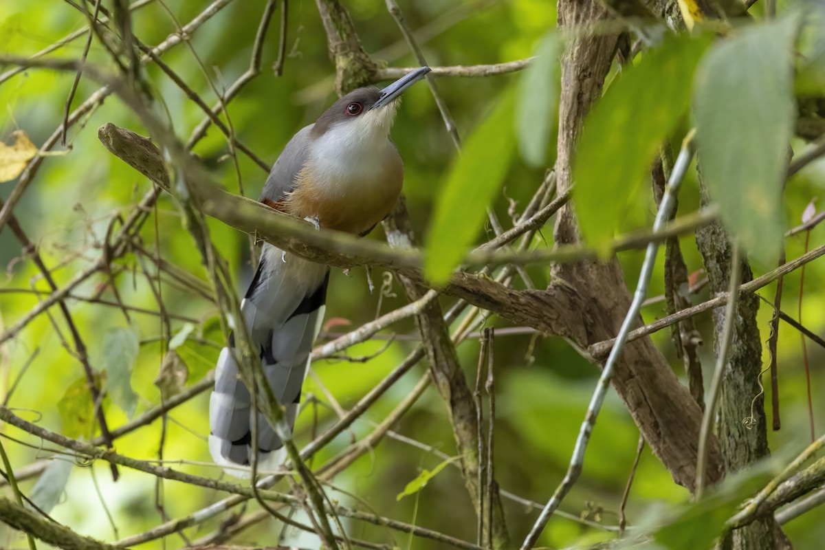 Jamaican Lizard-Cuckoo - Peter Hawrylyshyn