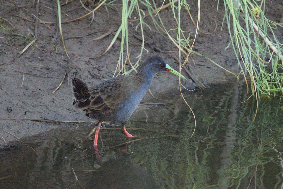 Plumbeous Rail - ML541200711