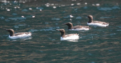 Common Murre - ML541200741