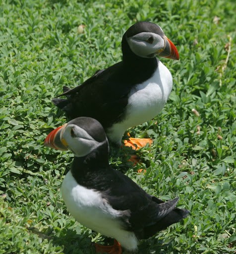 Atlantic Puffin - ML541200761