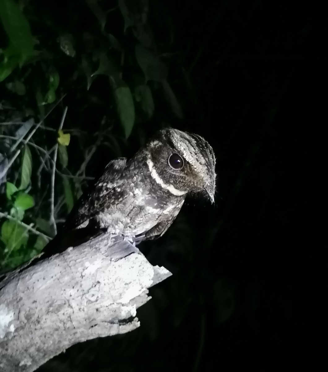 Lesser Nighthawk - ML541200771