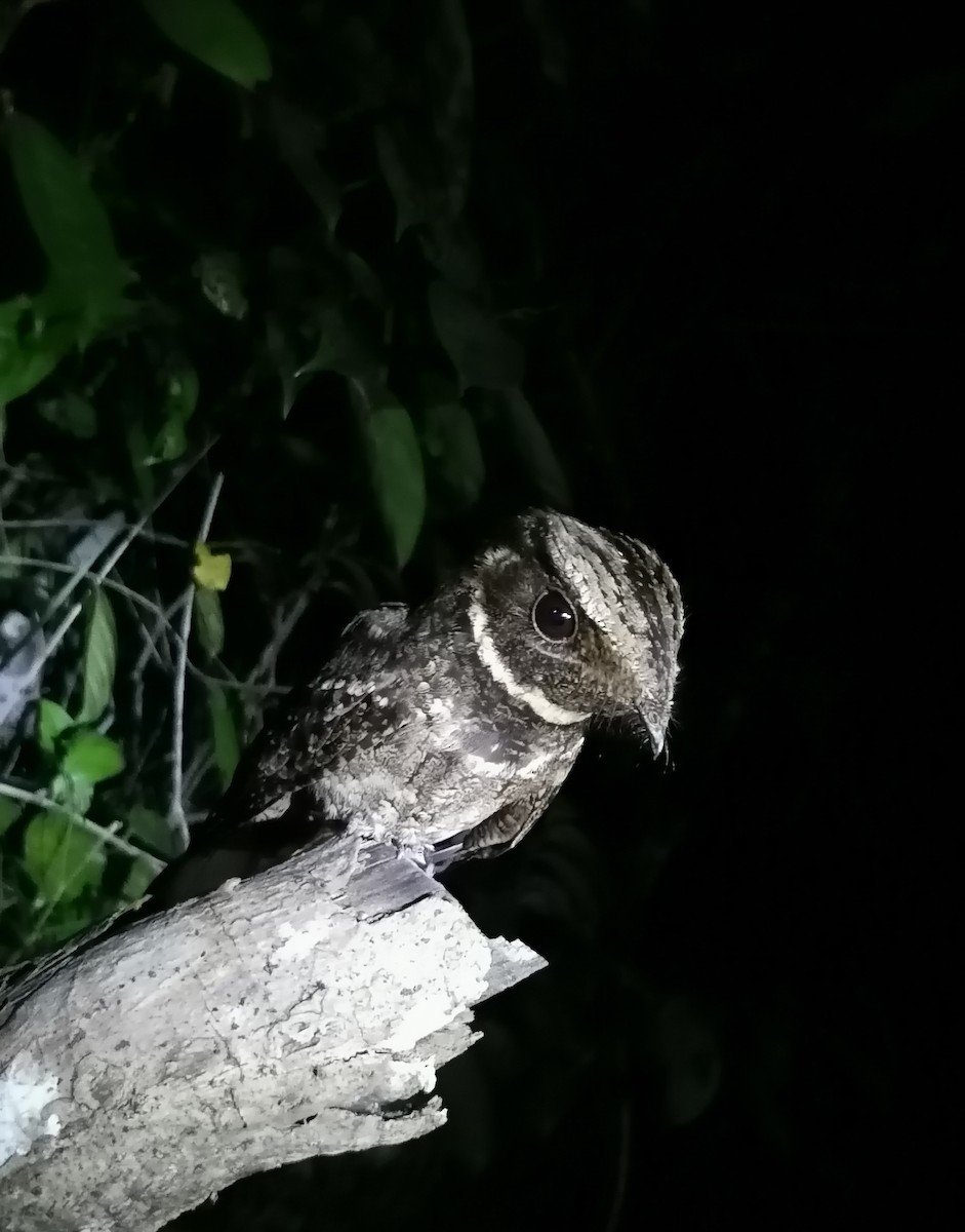 Lesser Nighthawk - ML541200781