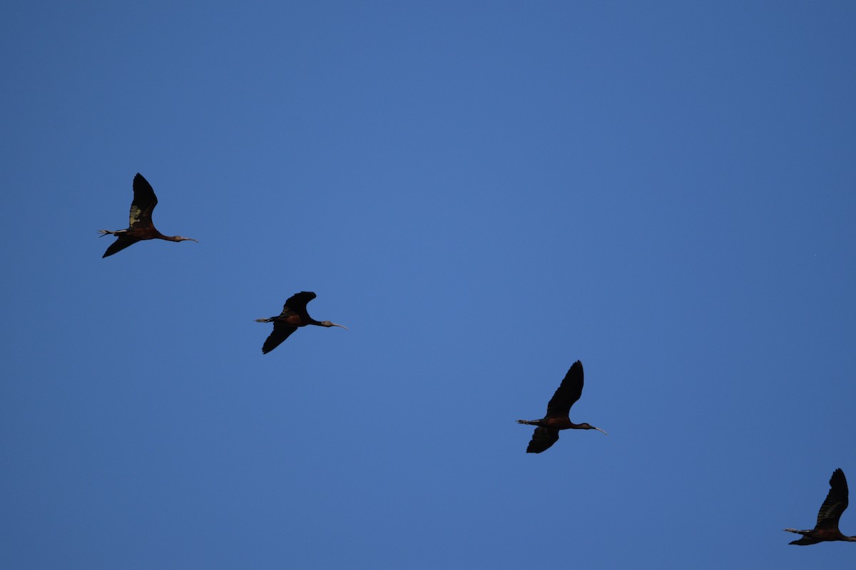 ibis americký - ML541200861