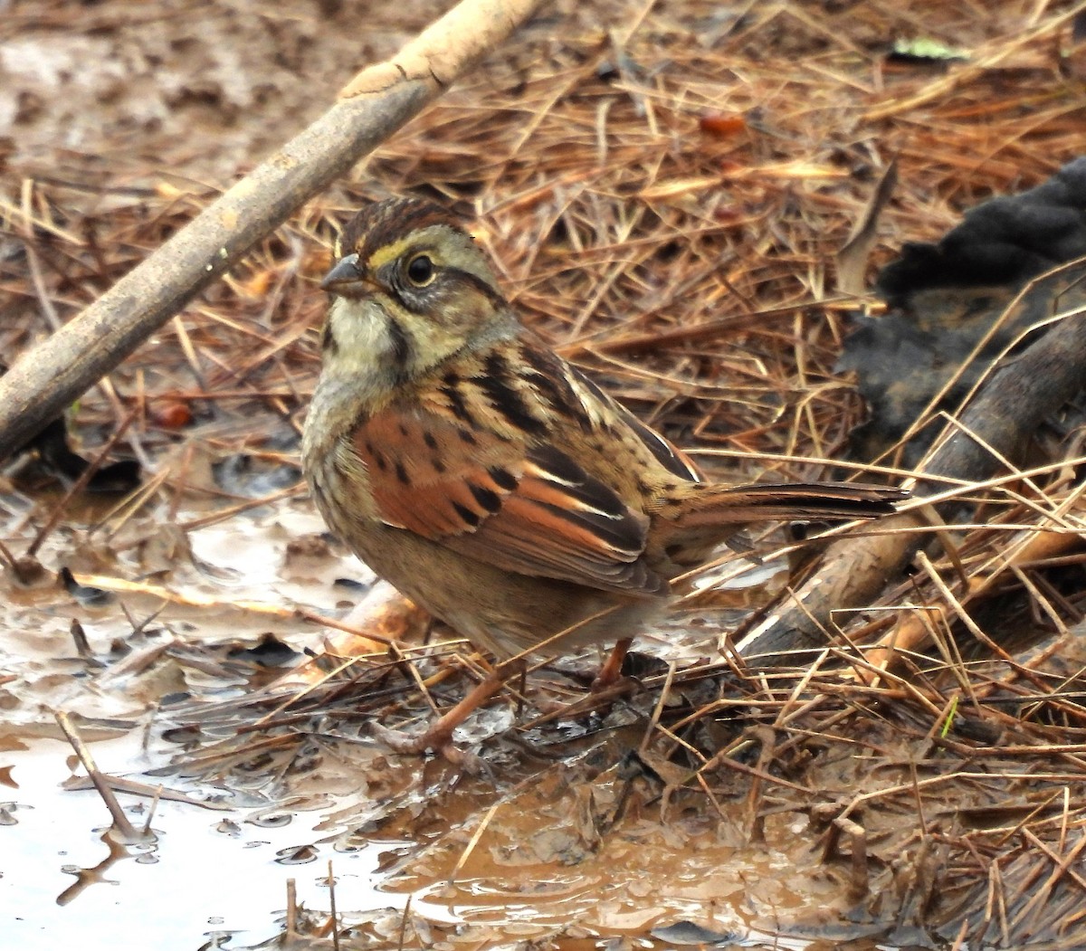 Swamp Sparrow - ML541200911