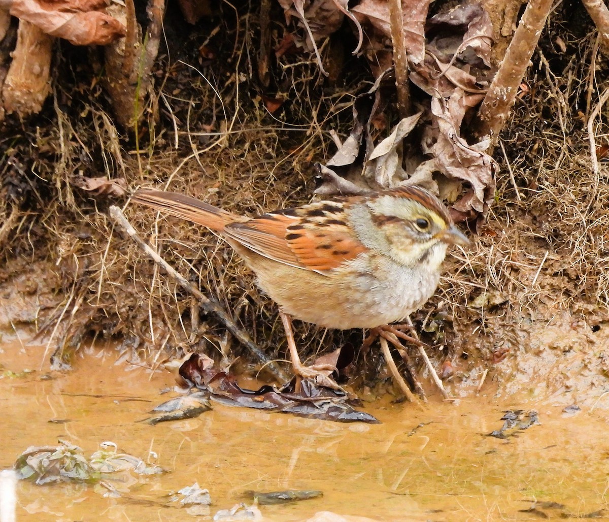 Swamp Sparrow - ML541200921