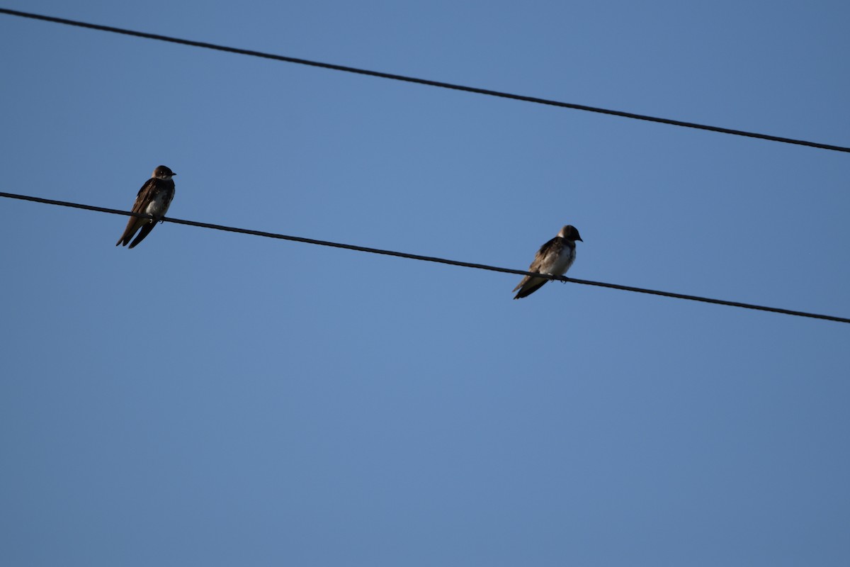 Brown-chested Martin - ML541201051